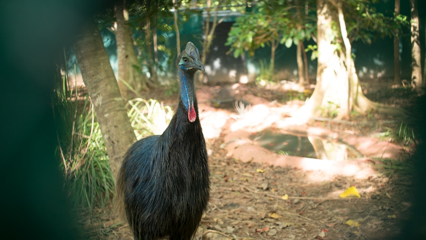 An adolescent cassowary peers through a small gap in the fence of its pen at the Garners Beach Cassowary Rehabilitation Centre.