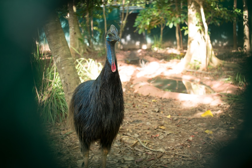 An adolescent cassowary peers through a small gap in the fence of its pen at the Garners Beach Cassowary Rehabilitation Centre.