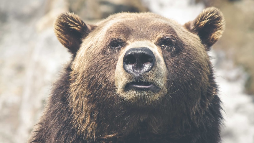 A brown bear