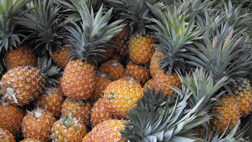 Farmers fear imported pineapples will bring disease