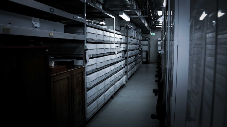 A long corridor of filing cabinets at Melbourne Museum.