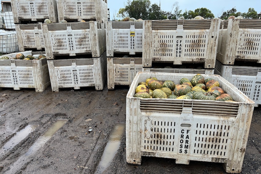 Pumpkins in crates in the rain.