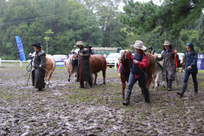 High school students lead cattle off the arena in the rain at the Camden Haven Show.