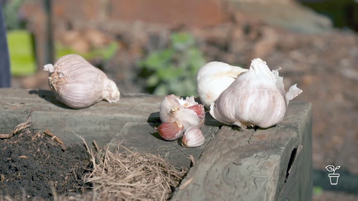 Garlic bulbs sitting on the edge of a raised timber vegetable garden bed