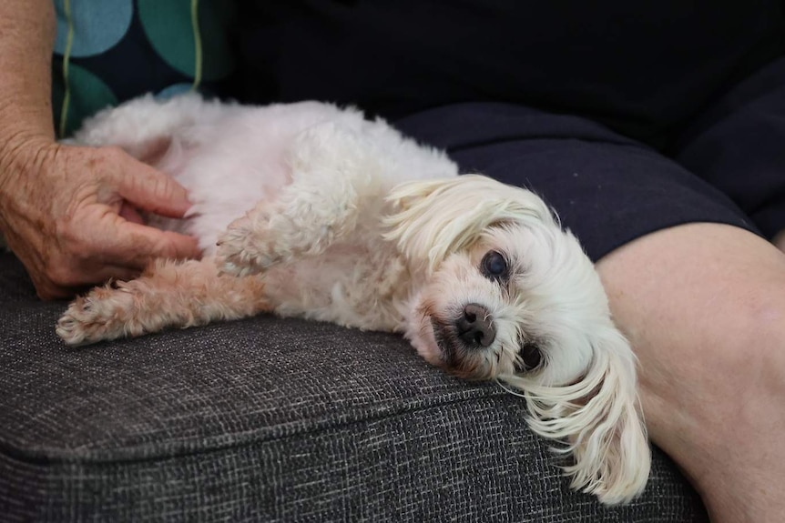 A dog laying on a couch.