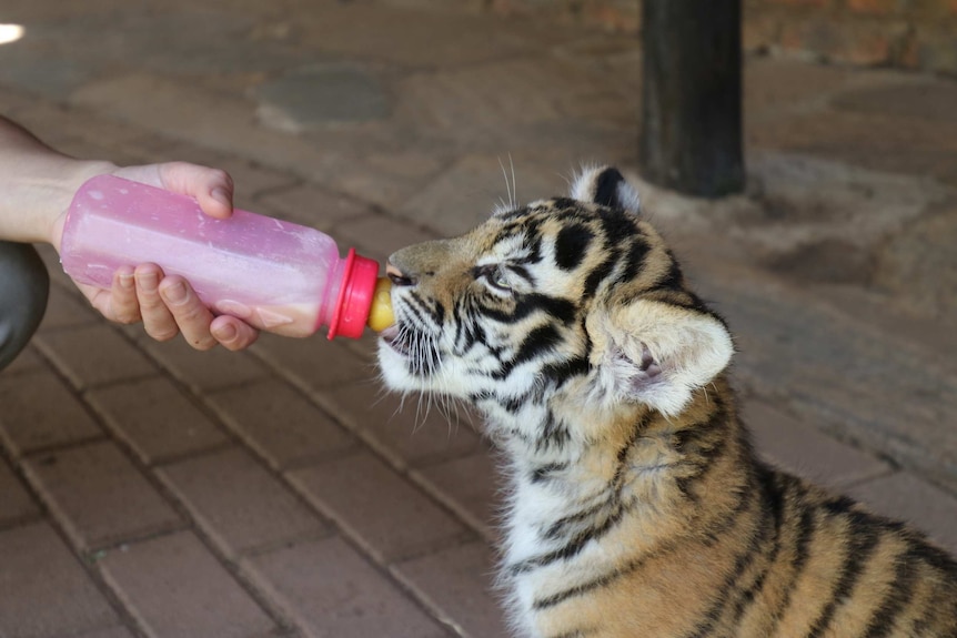 Tiger cub being fed by bottle by a human hand.