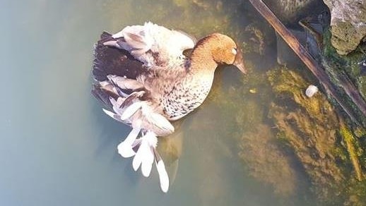 A mother duck lies dead in water on a Canberra golf course.