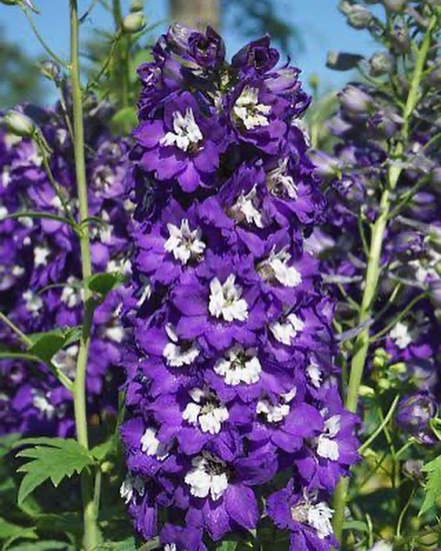 A close up of purple and white delphiniums.