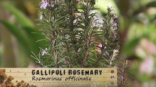 Gallipoli Rosemary