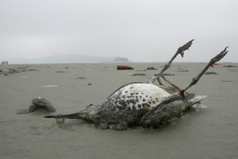 Great knot at Saemangeum