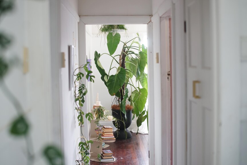  A hallway is seen with a plant hanging to the left, a bookshelf behind it and a mirror on the wall, a large plant looms large.