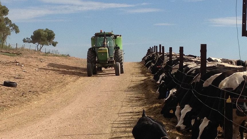 Dairy cows line up for a feed