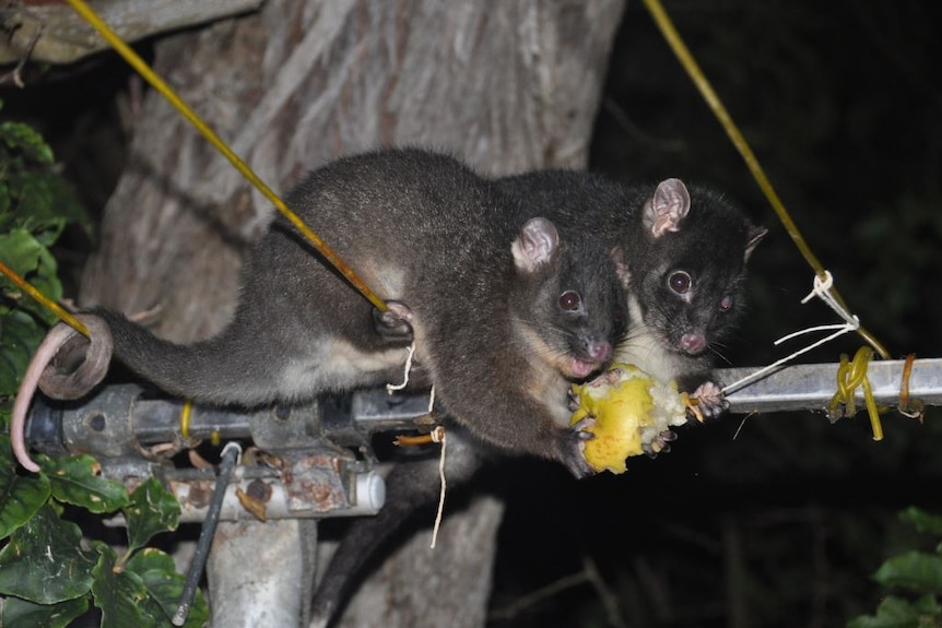 Two possums on a clothesline, eating an apple. It's night time.