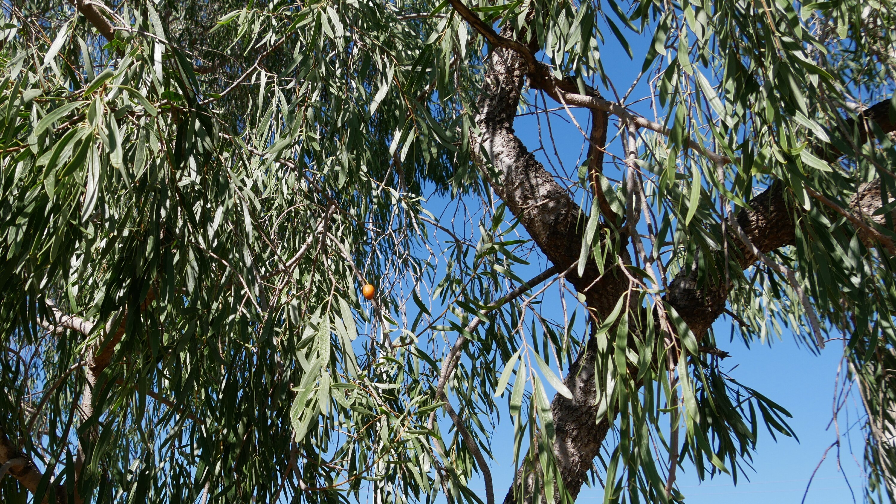 Gumby gumby trees and other Aboriginal medicines to be researched by CQ