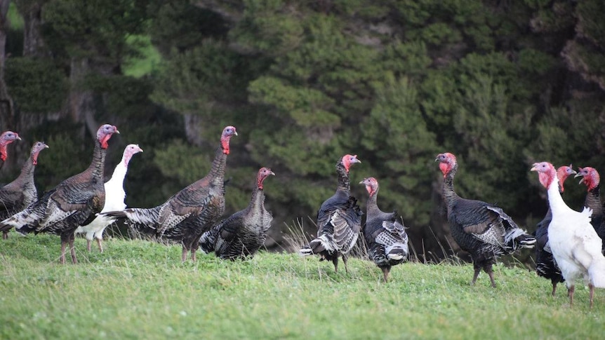 A group of feral turkeys on King Island