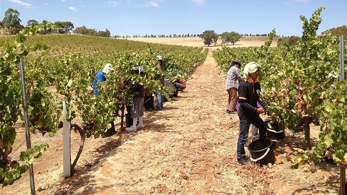 More vines across the country are being removed