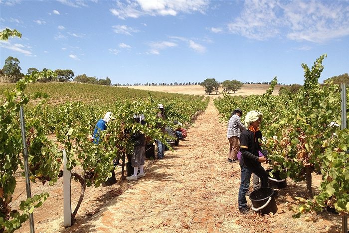 Pickers at work amongst grapevines.