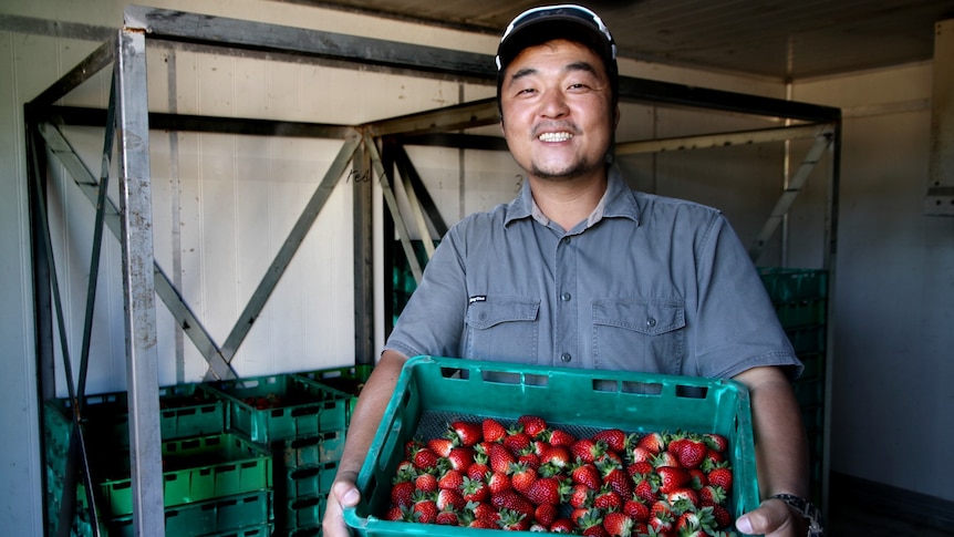 A man smiling at the camera holding a large crate of strawberries.