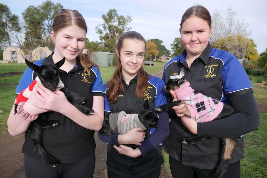 Three students holding young goats wearing coats