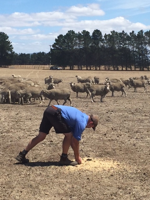 Farmer Dan Fish feeds his sheep