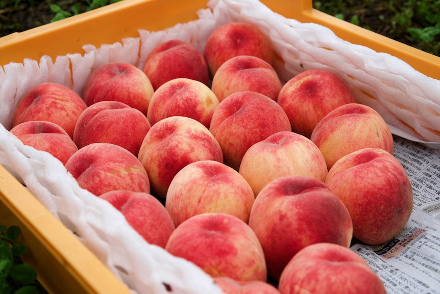 A tray of perfect peaches