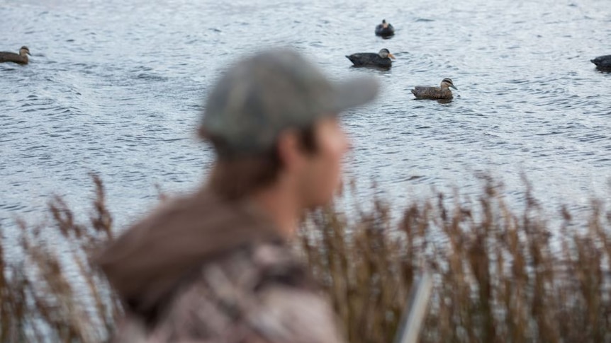 A duck hunter in the foreground, ducks on the water in the background.