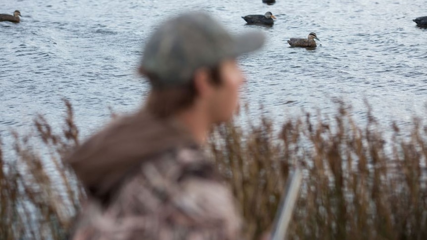 blurred man in cap in foreground, ducks in water in background