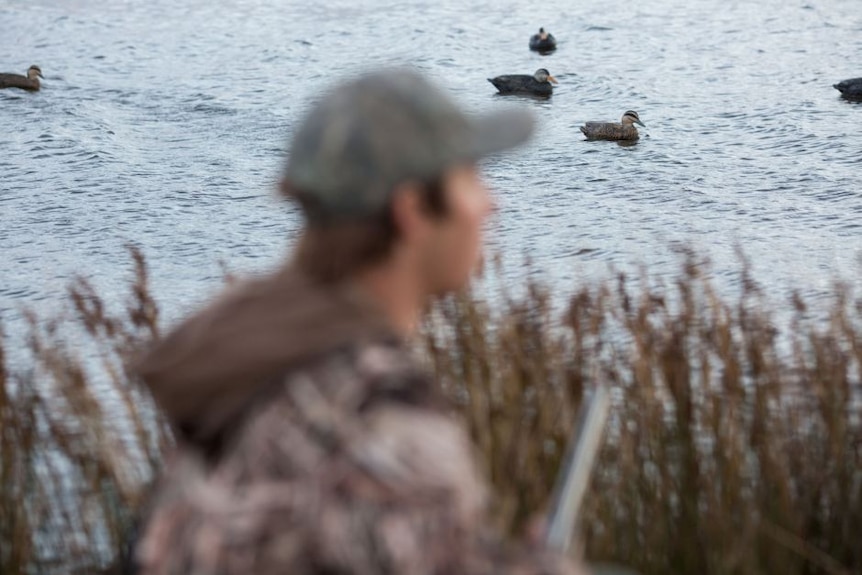 blurred man in cap in foreground, ducks in water in background