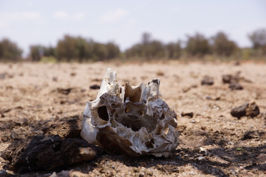 A close-up photo of an animal skull in the desert.