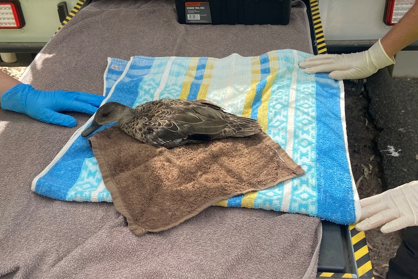 A photo of a sick duck on towels 