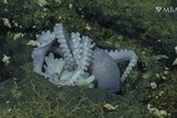 The female pearl octopus uses her tentacles to cover the eggs in the 'octopus garden'