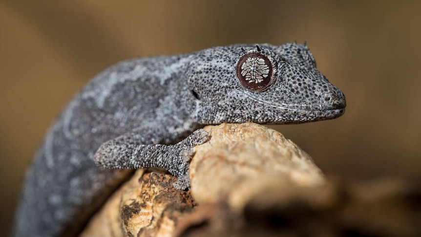 A closeup photo of a northern spiny-tailed gecko