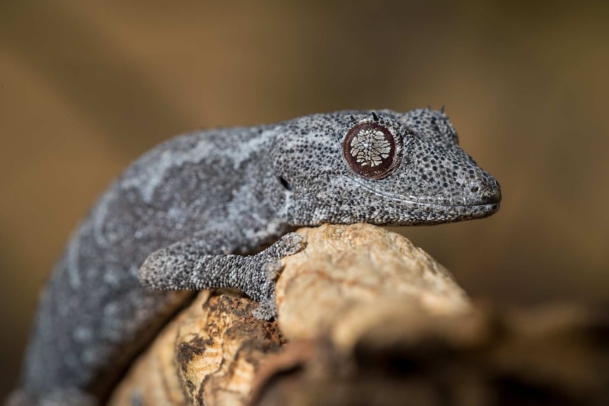 A closeup photo of a northern spiny-tailed gecko