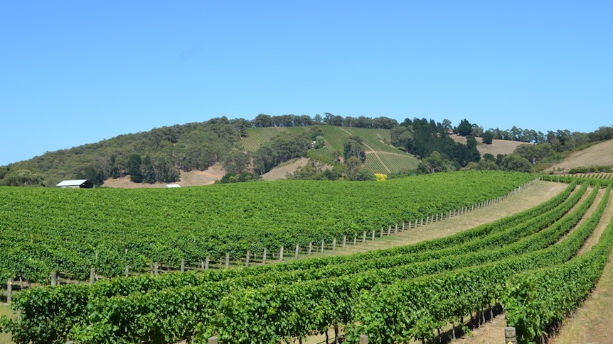 Adelaide Hills vineyards