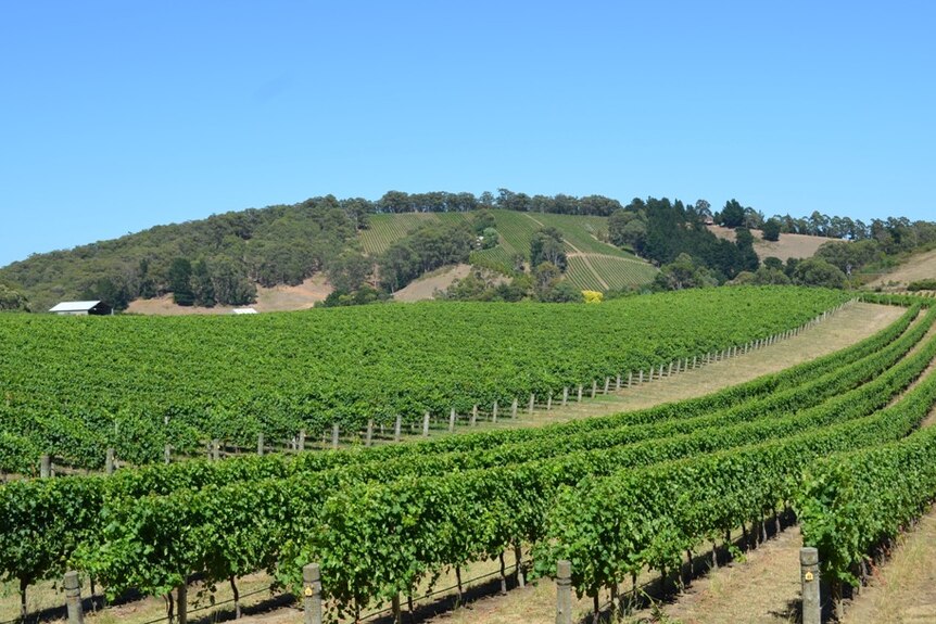 Adelaide Hills vineyards