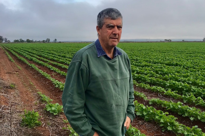 Man standing in a green crop, flat horizon 