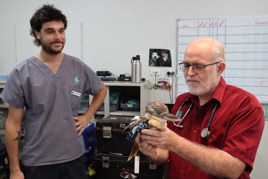 A vet holding a kookaburra in a vet surgery, with a staff member watching on