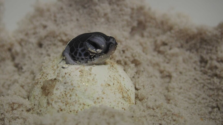 A small grey turtle head pushes out of the soft white eggshell, surrounded by sand