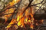 The Commission wants the Government to roughly quadruple the amount of controlled burning.