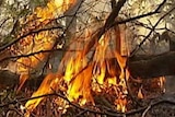 More than 40 fires are burning across NSW.