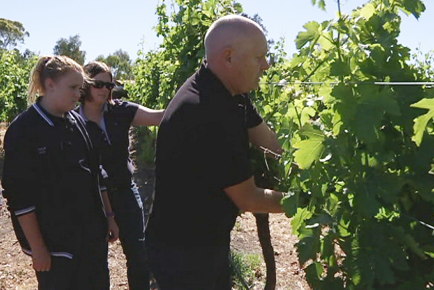 Paul Clark shows two students vineyard management techniques.