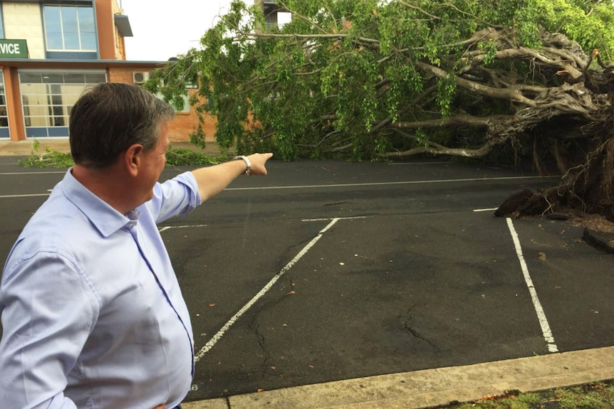 LNP leader Tim Nicholls and the fallen fig tree in Bundaberg
