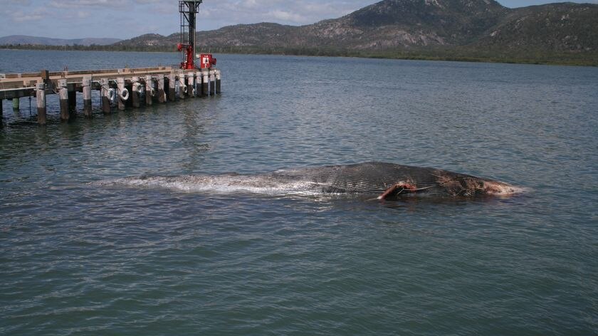 Scientists say no steps will be taken to determine the cause of the whale's death.