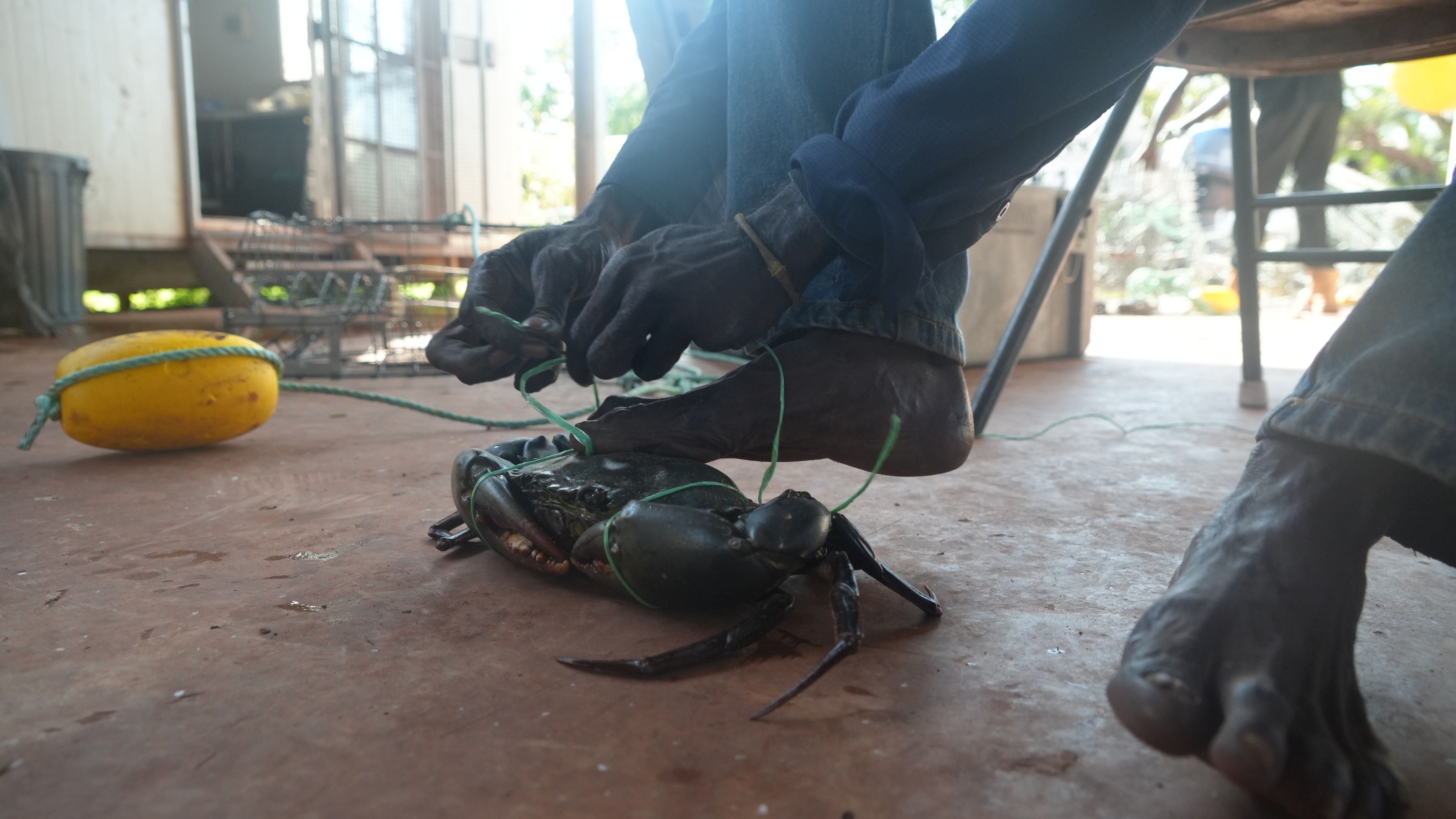 A man with his foot on a mud crab, tying its claws for transport.
