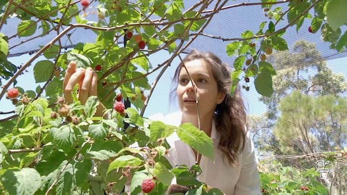 Young woman reaching out to pick a raspberry from a vine