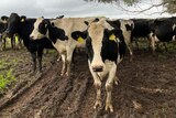 Black and white cows under a tree