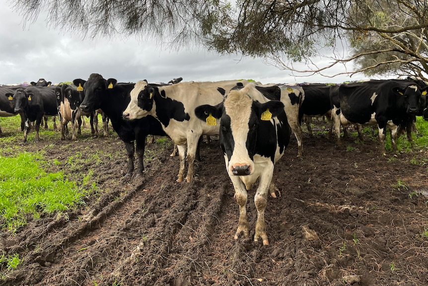 Cows underneath a tree in a muddy paddock.