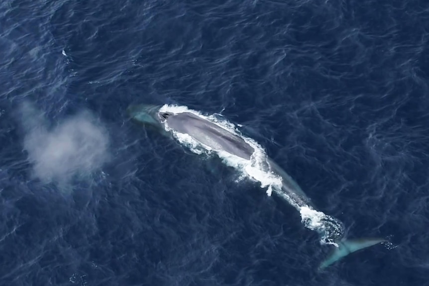 An aerial view of an Antarctic blue whale
