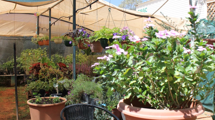 Flowers and plants in the Santa Teresa community garden