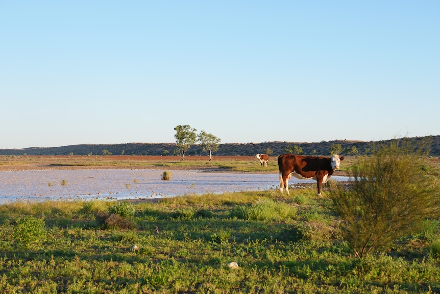 A cow stands by a body of water and bright green grass. 